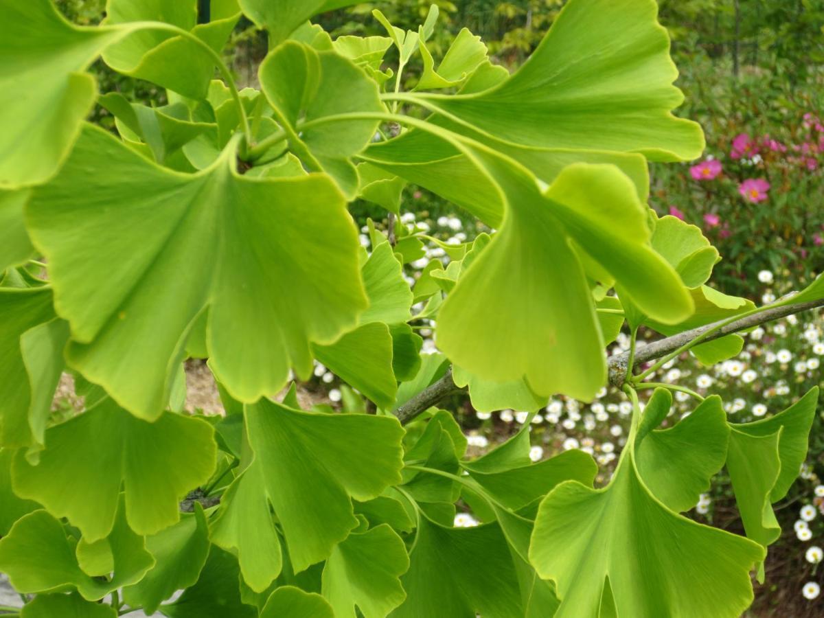 Twin Ginkgo Villa Giverny Exterior photo
